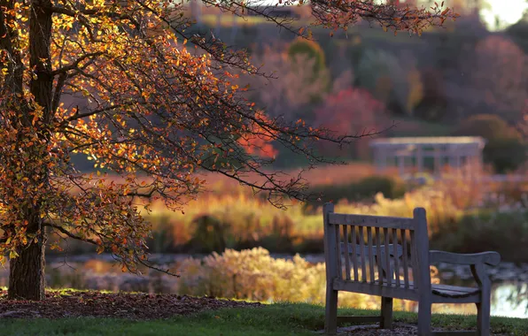 Autumn, nature, bench