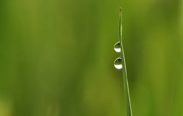 Picture grass, drops, minimalism