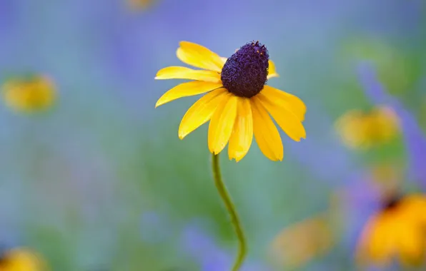 Flower, yellow, background, rudbeckia