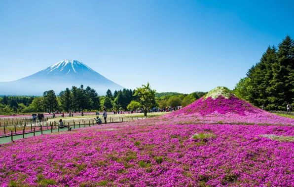 Flowers, Park, mountain, Japan, Fuji, The Fuji Shibazakura Festival, Phlox subulate, Hitsujiyama