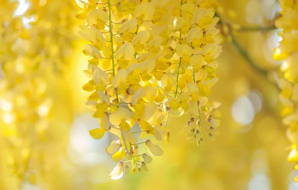 Flowers, yellow, inflorescence, bokeh, Liana, Wisteria, Wisteria, AI art