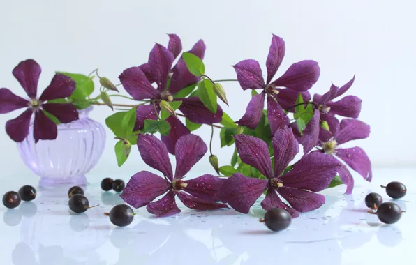 Gooseberry, violet, clematis
