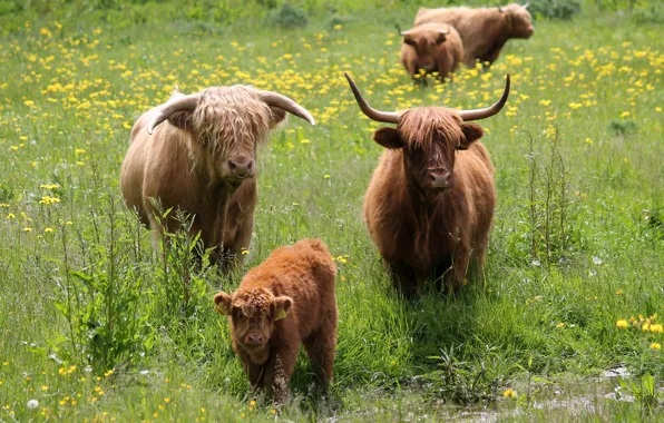 Field, grass, flowers, glade, cow, cows, meadow, bulls