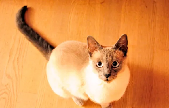 Picture cat, look, floor