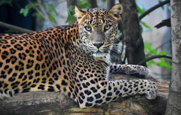 Look, face, pose, tree, paws, leopard, lies, log