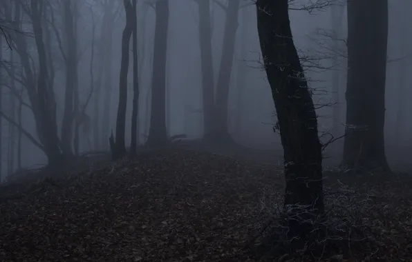 Forest, trees, night, nature, fog, twilight, Niklas Hamisch
