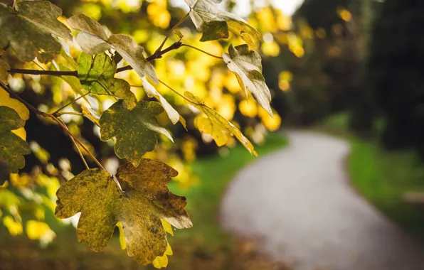 Autumn, leaves, nature