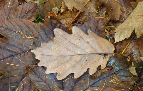 Autumn, leaves, sheet, Wallpaper, texture, dampness