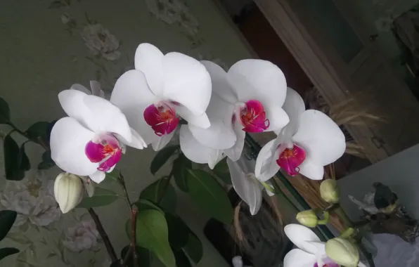 White, Orchid, On color
