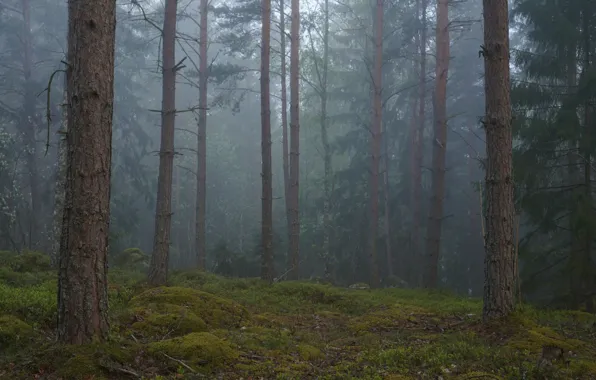 Forest, trees, nature, fog