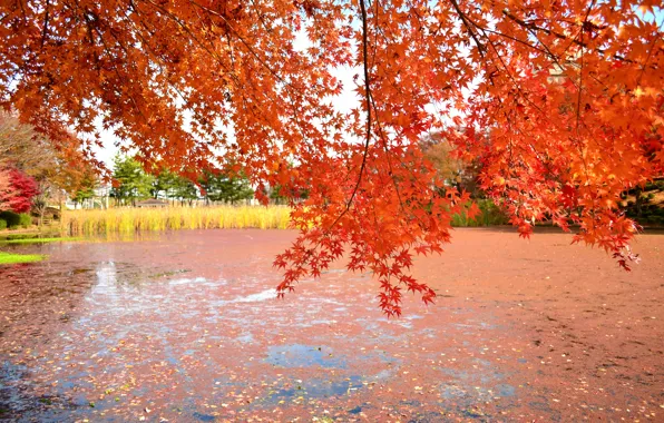 Picture autumn, leaves, trees, lake, pond