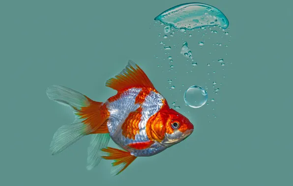 Bubbles, background, fish, Goldfish, Riukin