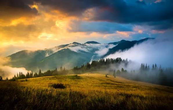 Forest, grass, clouds, trees, mountains, fog, meadow, Ukraine