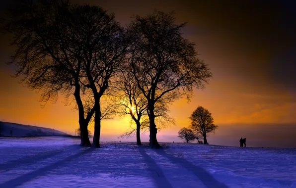 Picture trees, landscape, sunset