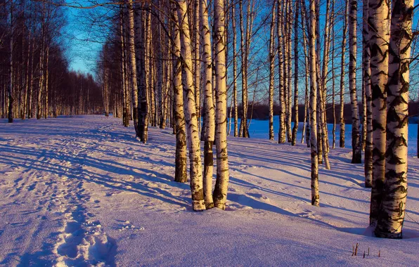 Winter, forest, snow, trees, landscape, traces, the evening