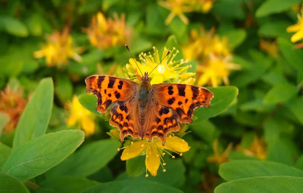 Flowers, macro, butterfly, wings, beautiful, closeup