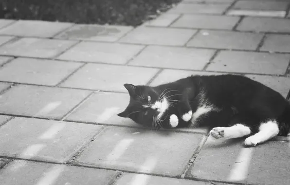 Picture cat, cat, mustache, street, wool, lies, black and white