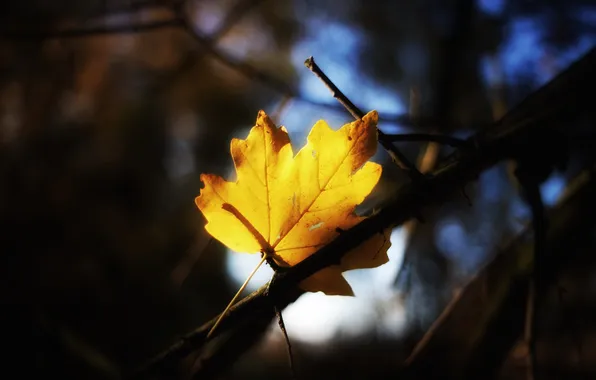 Autumn, leaves, nature