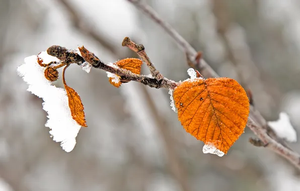 Autumn, leaves, nature