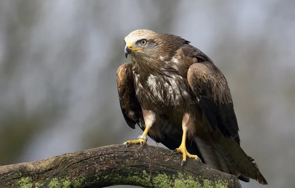 Picture look, bird, eagle, log