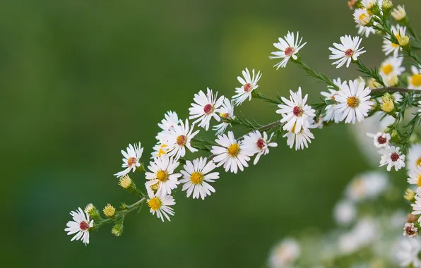 Macro, sprig, Symphyotrichum