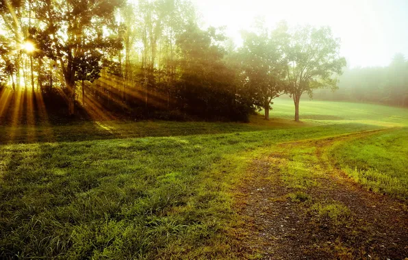 Field, landscape, morning