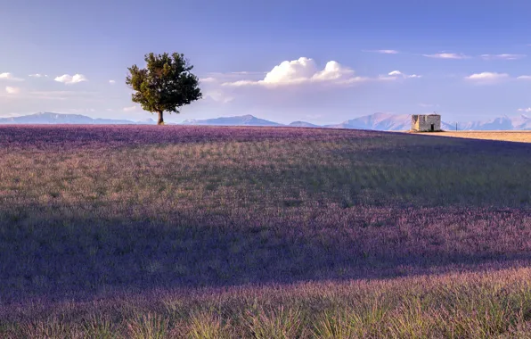 France, lavender, Provence, golden hour
