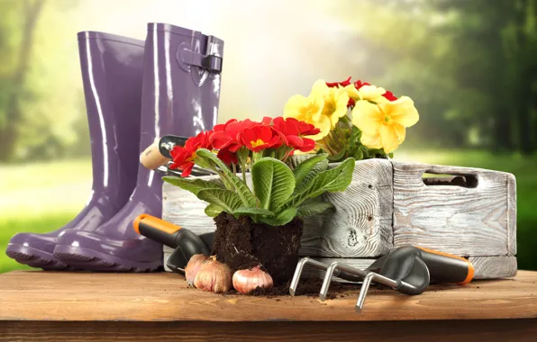 Primula, primrose, garden tools, garden flowers, garden tools, lawn and flowers