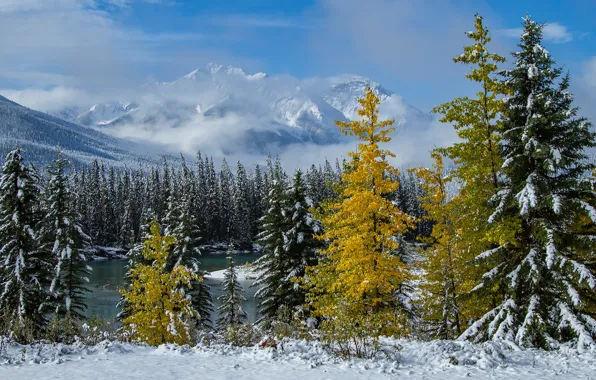 Picture winter, forest, mountains