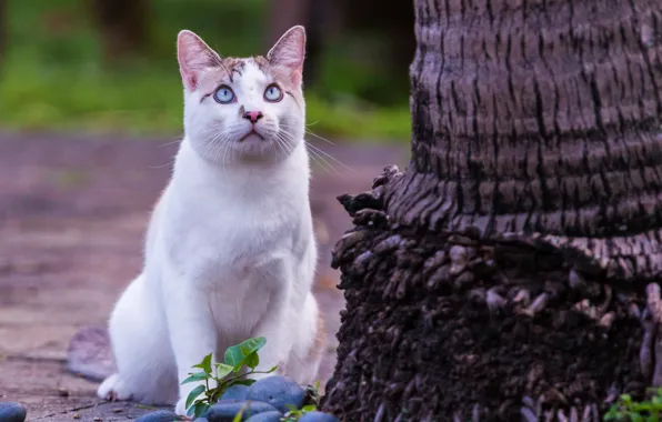 Picture cat, look, tree, blue eyes, observation