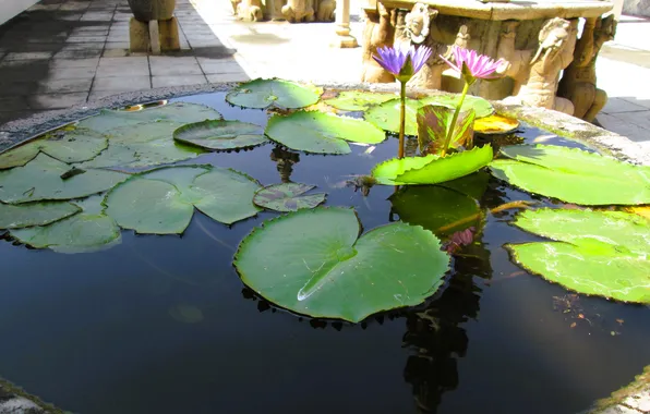 Greens, water, flowers, nature, reflection, calm, Lily, sculpture