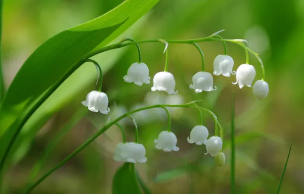Picture macro, spring, Lily of the valley