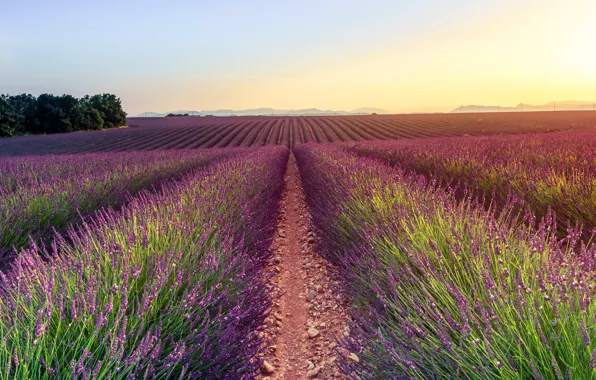 Field, summer, the sky, light, sunset, flowers, nature, stones