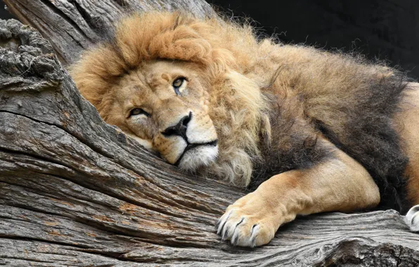 Picture sadness, look, face, trees, pose, stay, Leo, lies