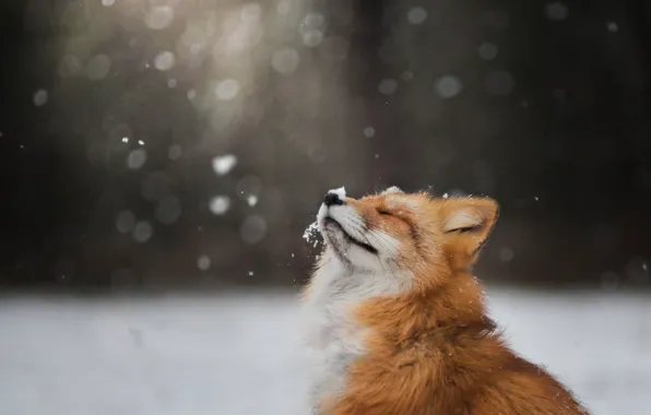 Winter, face, snow, Fox, Fox