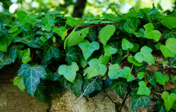 Picture greens, leaves, stone, spring, ivy