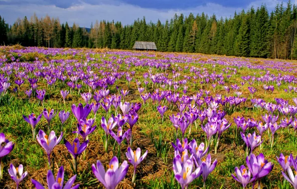 Forest, the sky, trees, flowers, house, meadow, crocuses