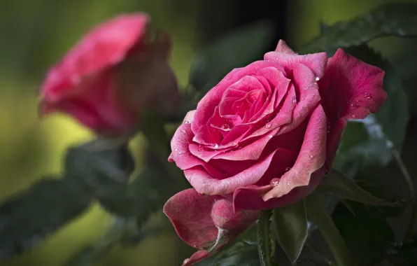 Drops, macro, roses, petals, buds, bokeh