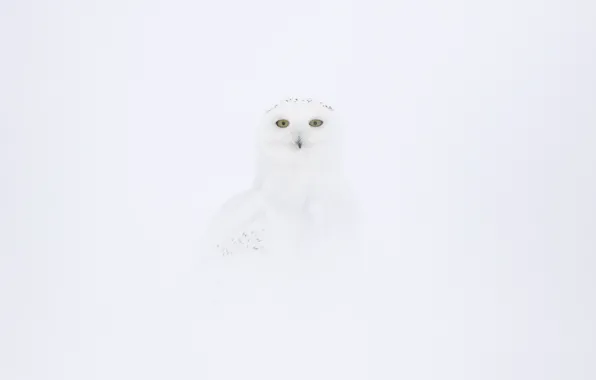Owl, disguise, White on White