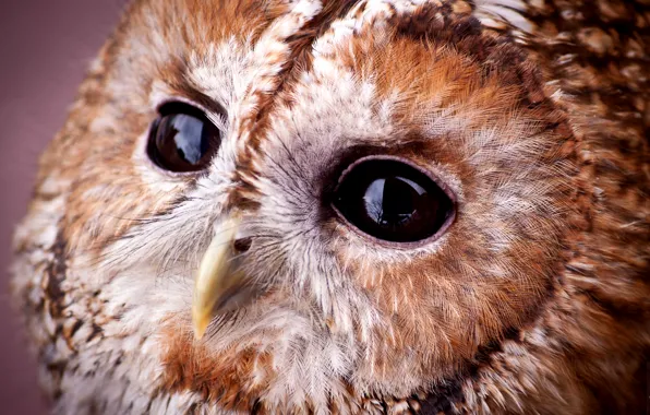 Look, owl, portrait, muzzle, sovushka, Strix aluco, Tawny owl, gray owl