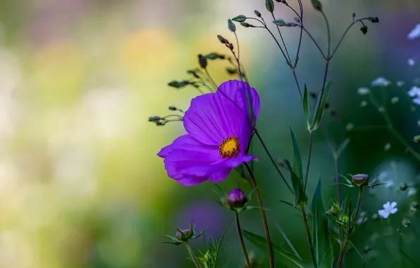 Flower, purple, summer, leaves, macro, lilac, buds, green background