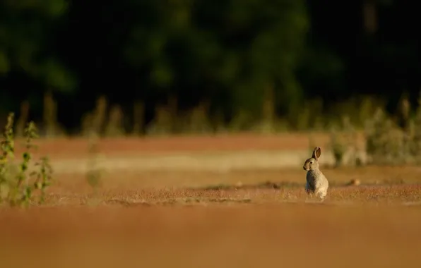 Field, forest, look, nature, pose, grey, glade, hare