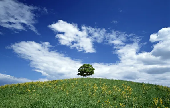 Picture summer, the sky, grass, trees, nature, earth