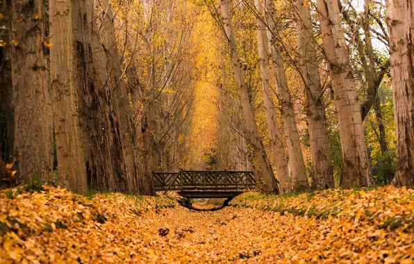 Autumn, forest, leaves, trees, bridge
