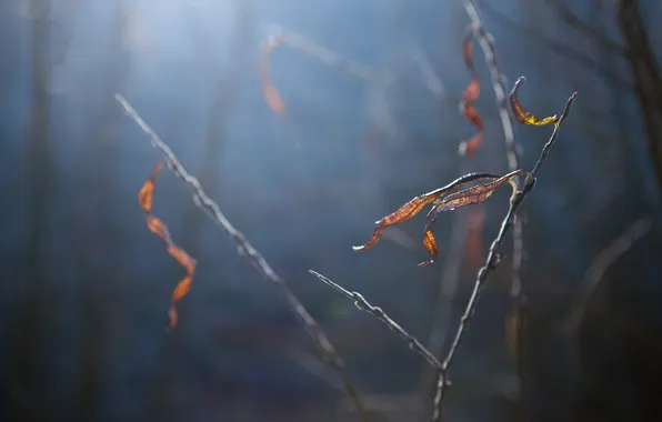 Picture autumn, macro, branches, foliage