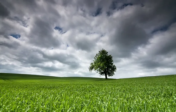 Field, trees, landscape