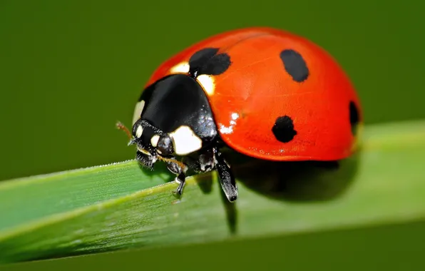 Picture nature, insect, God's Korovka