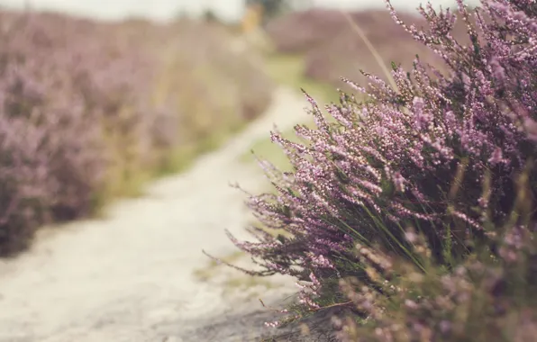 Picture flowers, bokeh, spring, path