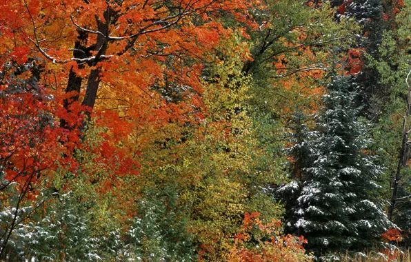 Picture autumn, forest, snow, trees, landscape, the crimson, lisw