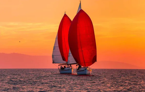 Sea, the way, movement, the evening, sails, the crew, sports yachts, racing vessels